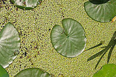 《神椿市协奏中。》steam页面上线 奇幻节奏新游