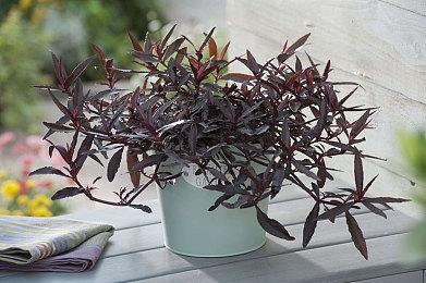 《咒术回战：战华双乱》新图 展示五位登场角色